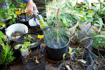 woman's hand watering conifers plants in pots from a hose