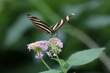 beautiful black butterfly with bright spots on a pink flower and a green background