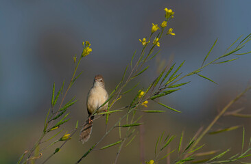 The plain prinia, also known as the plain wren-warbler or white-browed wren-warbler, is a small...