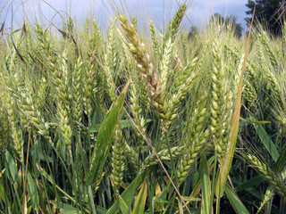 Agriculture, champ de blé