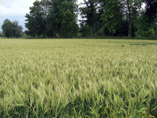 Agriculture, champ de blé