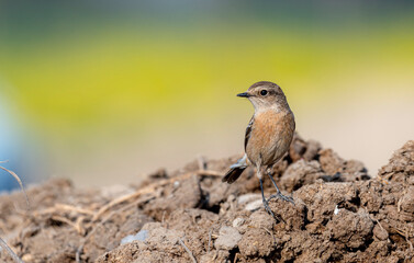 The Siberian stonechat or Asian stonechat is a recently validated species of the Old World...