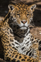 Obraz na płótnie Canvas Jaguar, Pantera Onca