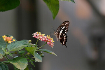 beautiful black butterfly with bright spots on a pink flower and a green background