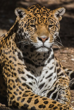 Jaguar, Pantera Onca