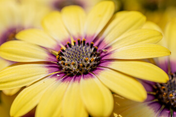 黄色のアフリカンデイジー　マクロ撮影