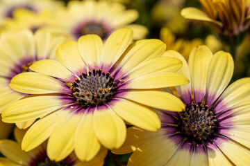 黄色のアフリカンデイジー　接写