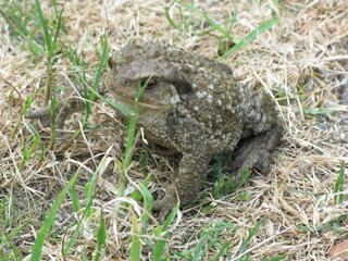 Crapaud commun en gros plan