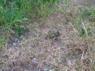 Obraz premium Crapaud commun