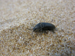 Ténébrion triste sur le sable (plage de sauveterre, Vendée)