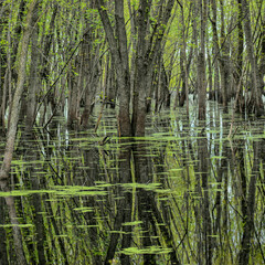 green swamp forest