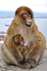 Mother monkey holding cute ape cub and feeding it. Macaque family in wild nature. Two primate animals mum and baby together looking like Madonna pose