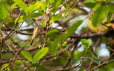 The Arctic warbler perching on the branch , Thailand