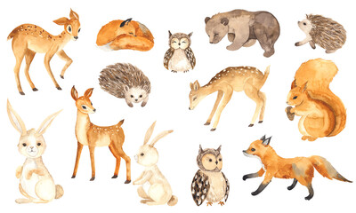 Watercolor Forest Animals elements with cute little deers, foxes, squirrel, hedgehogs, owls, bear, hares - 409436425