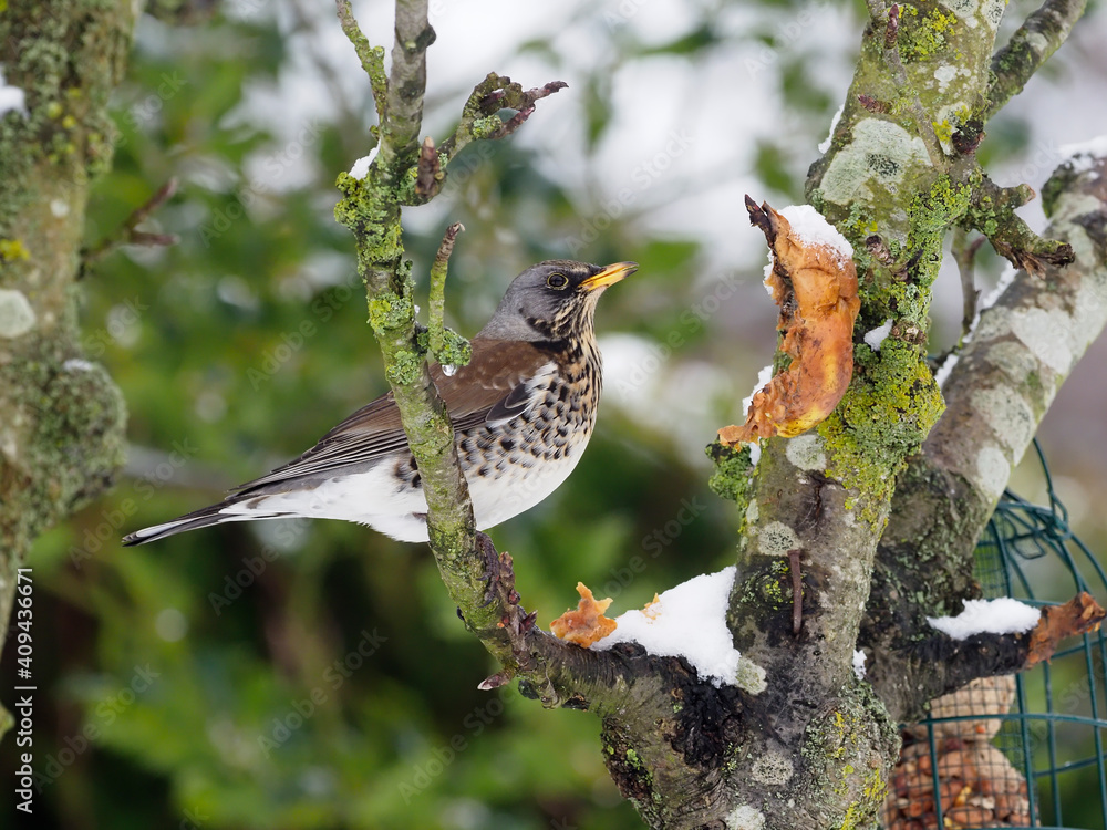 Wall mural Fieldfare, Turdus pilaris