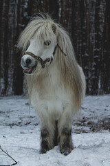 horse in snow