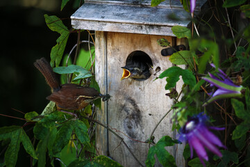 Carolina Wren feeding chicks at a bird house in our back yard.