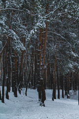 winter forest in the snow