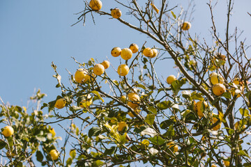 Lemon tree with many fruits and green leaves on sunny day. Harvesting agriculture.