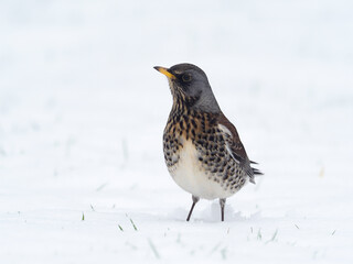 Fieldfare, Turdus pilaris