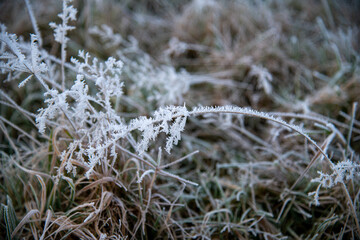 Frost covered grass stems