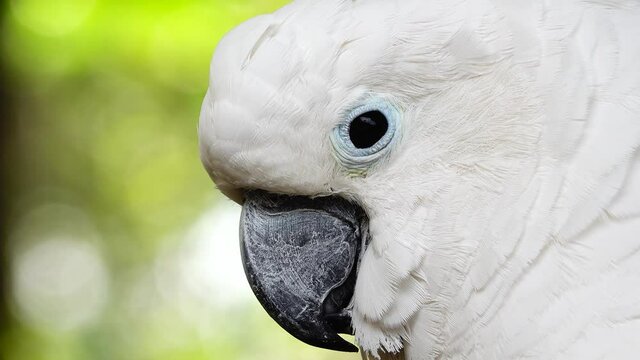 4K White parrot cockatoo clicking beak and looking into camera. Close up cockatoo parrot in wild nature	