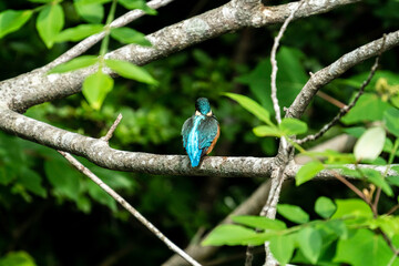 初夏のカワセミ