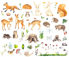 Watercolor Forest Animals elements with cute little deers, foxes, squirrel, hedgehogs, owls, bear, hares, stumps, mushrooms, flowers, twigs, grass, butterfly and dragonfly - 409437402