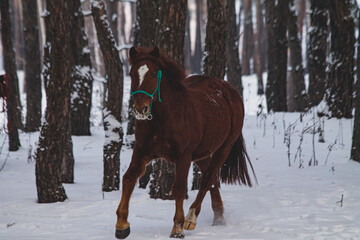 horse in winter