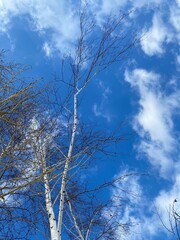 tree and the blue sky