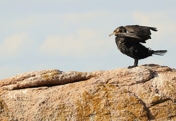 black beautiful cormorant dries its wings on the rock