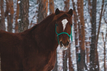 horse in winter