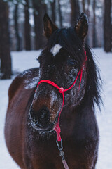 horse in winter