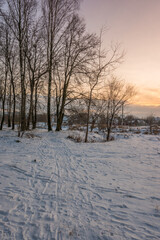 Freeze landscape of the forest during the sunset. Trees are highlighted by the sunlight.