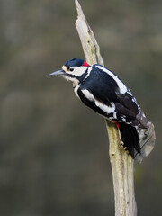 Great-spotted woodpecker, Dendrocopos major