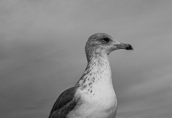 Seagull at the top of the roof in black and white