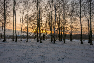 Freeze landscape of the forest during the sunset. Trees are highlighted by the sunlight.