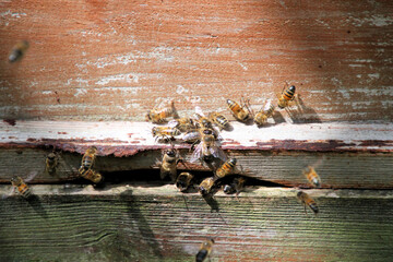 Bees buzzing around a hive