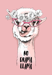 Funny poster. Portrait of Alpaca in a pink glasses and with a anemone flowers. No drama llama - lettering quote. Humor card, t-shirt composition, hand drawn style print. Vector illustration. © Afishka