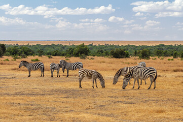 Fototapeta na wymiar Zebra herd graze dry yellow grass on African savannah. Ol Pejeta Conservancy, Kenya, Africa. Common plains zebras ( Equus quagga) seen on African safari