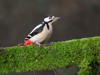 Great-spotted woodpecker, Dendrocopos major