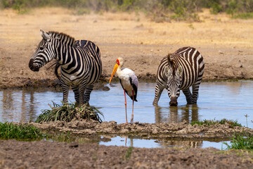 Fototapeta na wymiar Two zebras drink at waterhole in Ol Pejeta Conservancy, Kenya beside Yellow billed stork. Equus quagga and Mycteria ibis. Wildlife seen on African safari vacation