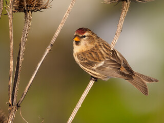 Lesser redpoll, Acanthis cabaret