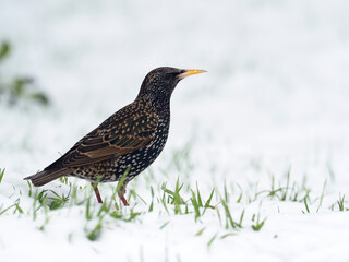Starling, Sturnus vulgaris