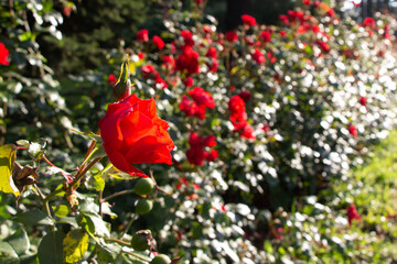Close-up of a scarlet rose with a rosebud in a city park on a intentionally defocused background for artistic purposes on Valentine's Day