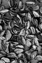 black and white dry flower petals background