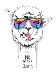 Fotobehang Funny poster. Portrait of a Alpaca in a rainbow glasses. No drama, llama - lettering quote. Humor card, t-shirt composition, hand drawn style print. Vector illustration. © Afishka