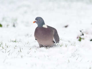 Wood pigeon, Columba palumbus