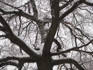 Snow-covered branches of several oaks against the cloudy sky