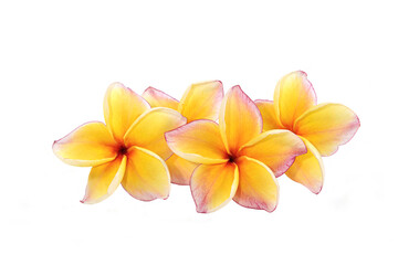 beautiful plumeria  flowers isolated on White background
